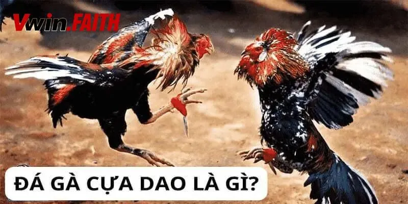 Tìm hiểu đá gà cựa dao