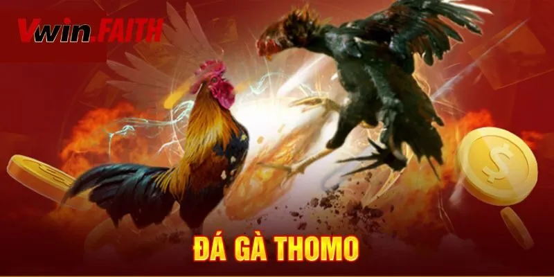 Giới thiệu đá gà thomo