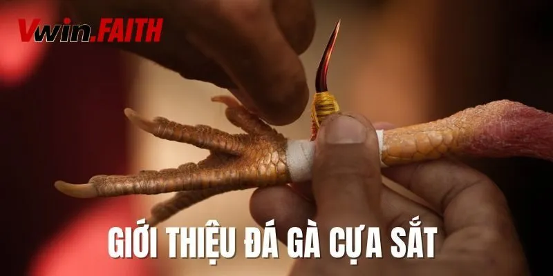 Khái quát thông tin cần biết về đá gà cựa sắt