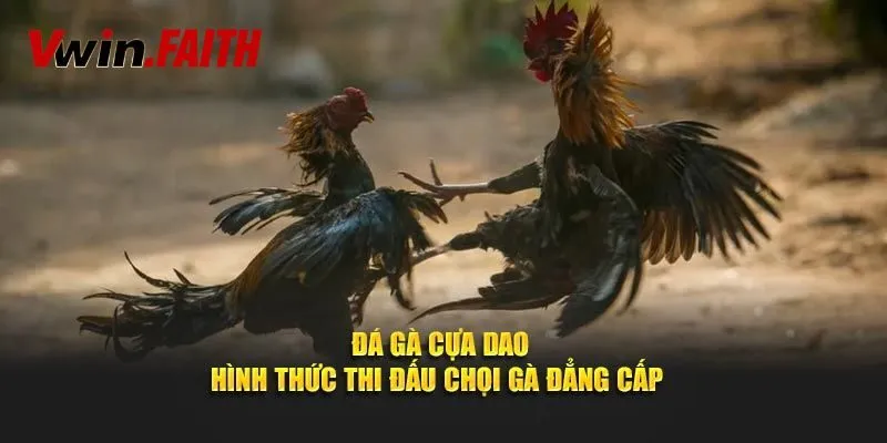 Đá Gà Cựa Dao - Khám Phá Những Màn Chọi Gà Hàng Đầu