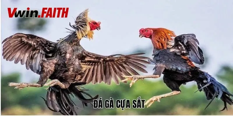 Hướng dẫn tham gia chọi gà cựa sắt tại Vwin