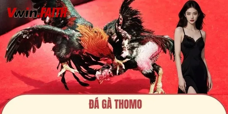 Đá Gà Thomo Vwin - Cuộc Chơi Đỉnh Cao Cho Tín Đồ Cá Cược