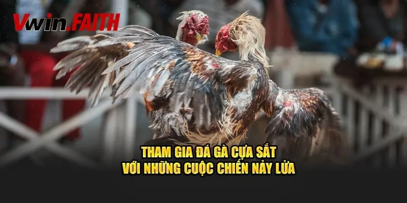 Đá Gà Cựa Sắt - Sân Chơi Máu Lửa Cho Chiến Kê Chuyên Nghiệp