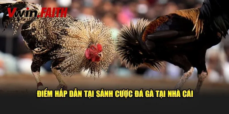 Ưu điểm khi trải nghiệm chọi gà cựa sắt