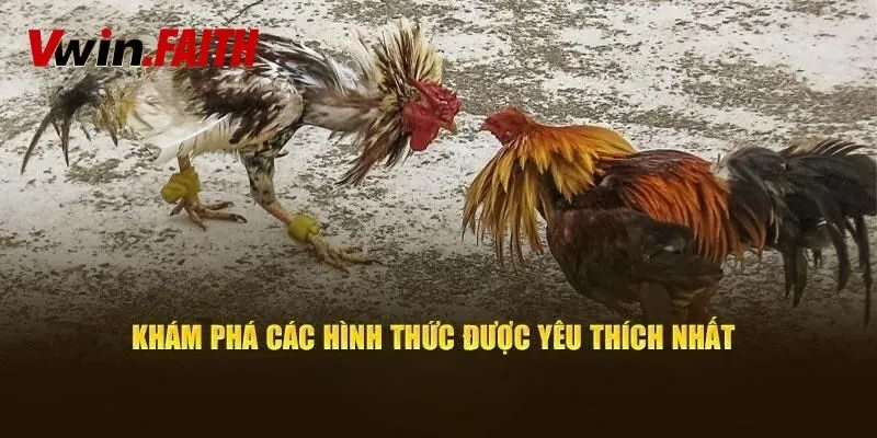Hướng dẫn tham gia cá cược đá gà tại Vwin
